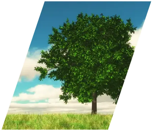 We plan tree when you subscribe for monthly tiffin service in Pune